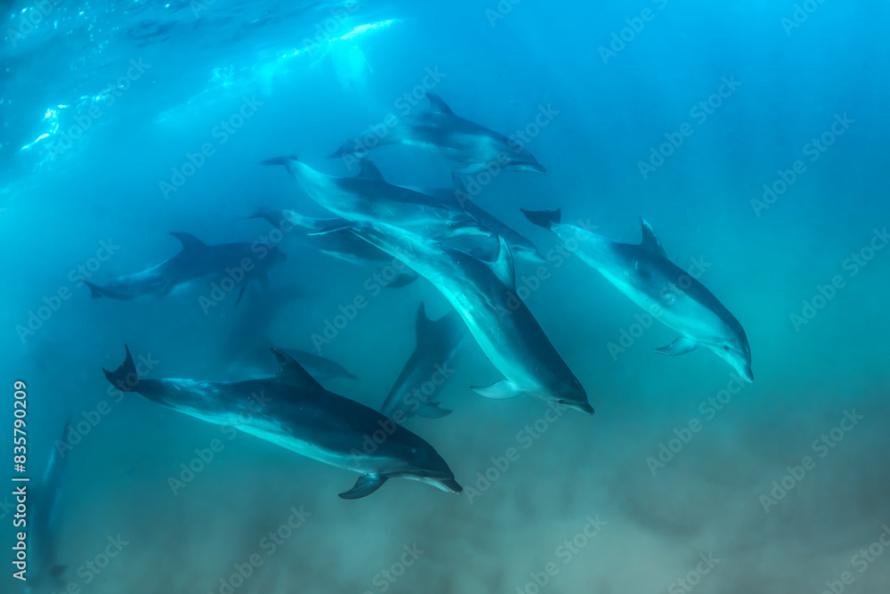 Obraz premium Underwater photo of wild dolphins, Australia