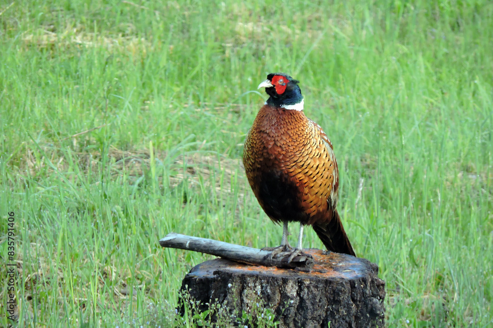 Fototapeta premium The male wild ring-necked pheasant looking like a conductor of an orchestra standing on a tree stump with cracked bark in the middle of the meadow