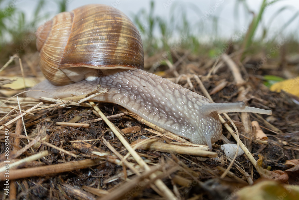 Snail