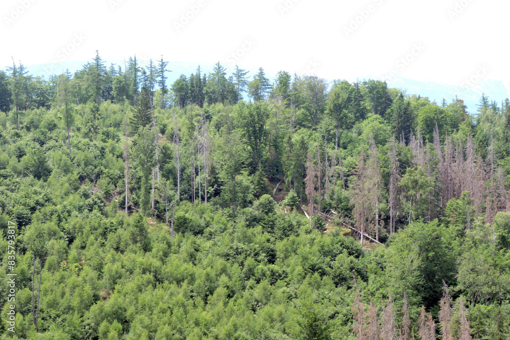A mixed forest covering a peak of the mountain, trees at different age stages, old forest, young forest and some dead coniferous trees, Sudetes, Poland A mixed forest covering a peak of the mountain, trees at different age stages, old forest, young forest and some dead coniferous trees, Sudetes, Poland