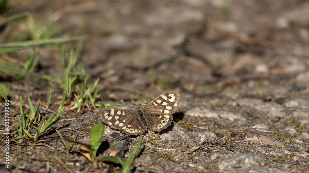 Butterfly on rock