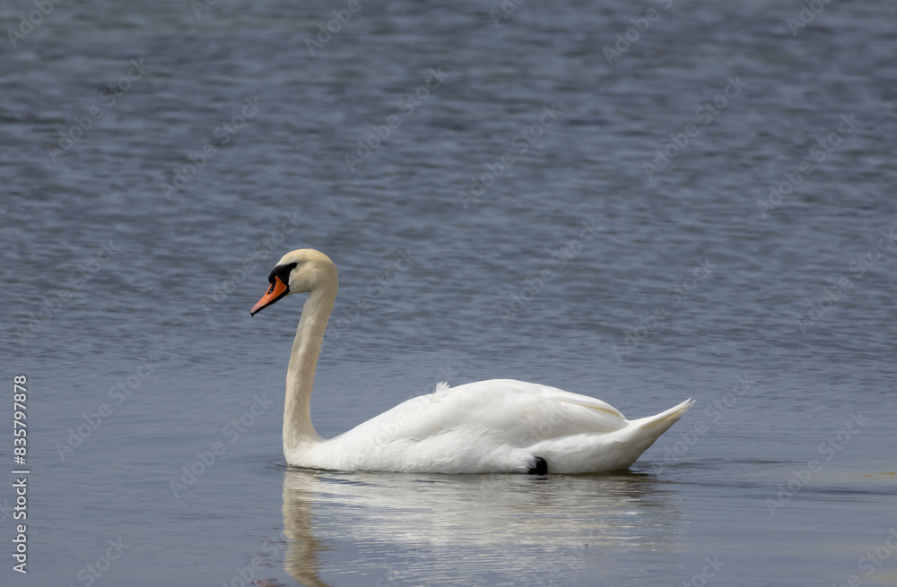 Swan swimming alone in lake Swan swimming alone in lake