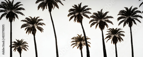 Silhouettes of palm trees against a white sky in the afternoon