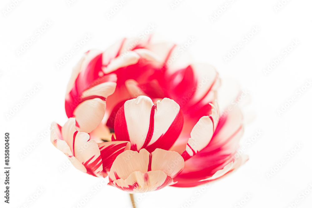 Fototapeta premium fresh tulip on the white