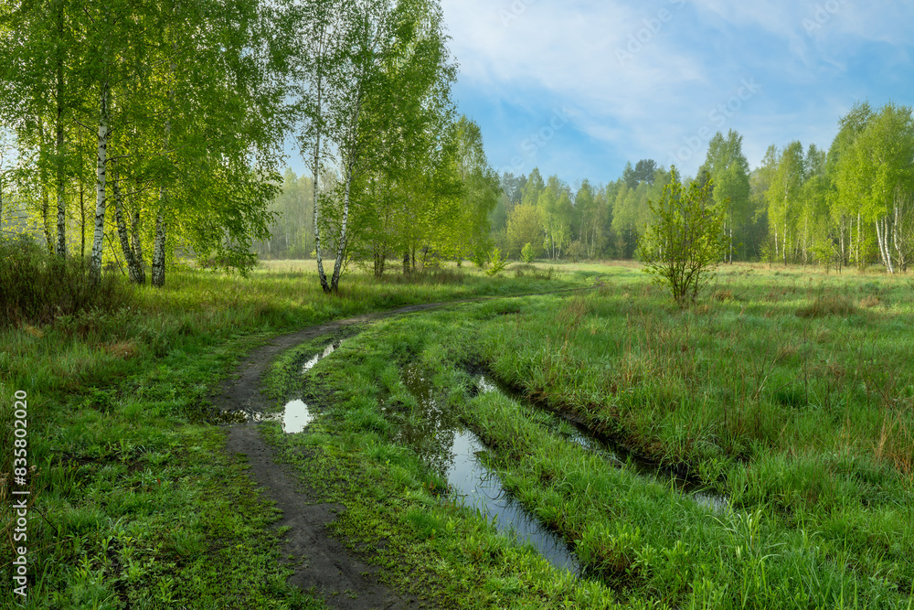 Puddles after rain. Meadow surrounded by forest. Walk outdoors. Puddles after rain. Meadow surrounded by forest. Walk outdoors.