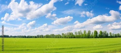 Plain landscape background with a blue sky  beautiful clouds  and a tree in a meadow  ideal for a summer poster with the best holiday view. Incorporate copy space image.