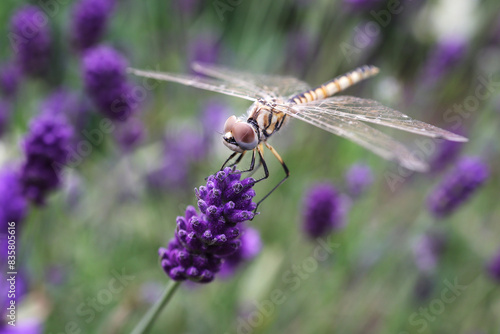 Golden dragonfly on a thin stalk in a field of lavender flowers.