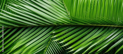 Isolated palm leaf on white background with clipping path for copy space image.