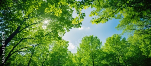 A stunning view upwards towards the tree canopy with the sky and sunstars visible in the background  ideal for a copy space image.