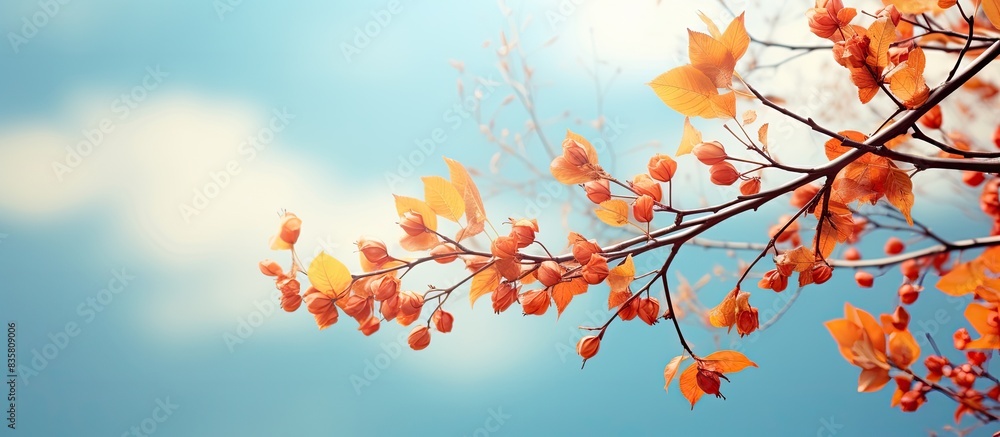 Scenic autumn trees against a beautiful sky on a nice day, with a charming copy space image. Scenic autumn trees against a beautiful sky on a nice day, with a charming copy space image.