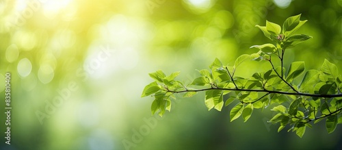 Summer garden with a green leaf in focus, ideal for use as a cover page featuring environmental elements, suitable for wallpapers or backgrounds with ample copy space image.