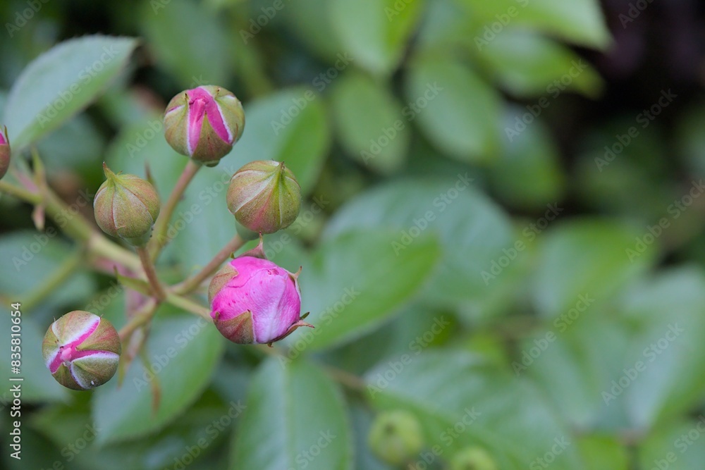 Closed buds of a pink rose. Top view. Green rose petals in the background . Bokeh . Copy space . Closed buds of a pink rose. Top view. Green rose petals in the background . Bokeh . Copy space .