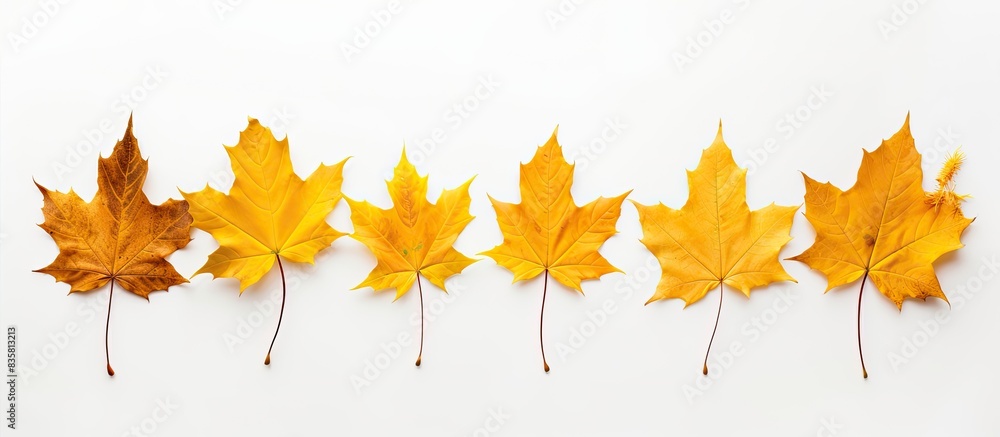 Fototapeta premium Isolated on a white backdrop, an autumn maple branch with leaves casts a shadow, providing space for text or images. Copy space image. Place for adding text and design