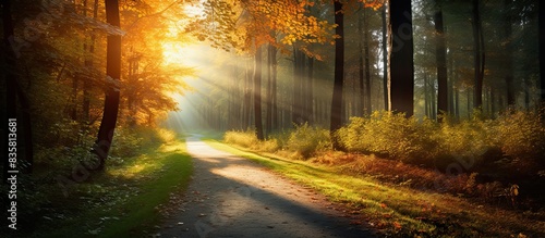 Gorgeous forest in summer with tall trees  autumn leaves  and sunlight flooding through  perfect for a copy space image.