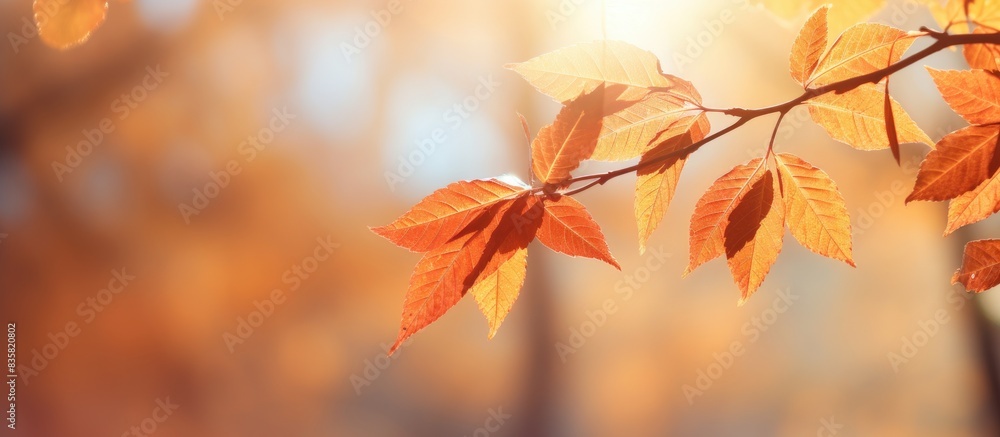 Colorful autumn leaves on branches with a turquoise sky background in a photo ideal for autumn-themed copy space image. Colorful autumn leaves on branches with a turquoise sky background in a photo ideal for autumn-themed copy space image.