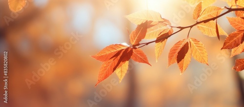 Colorful autumn leaves on branches with a turquoise sky background in a photo ideal for autumn-themed copy space image.