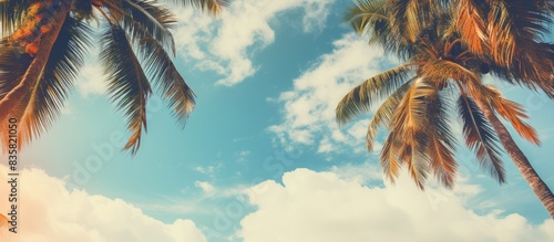 A vintage filtered tropical background with lush coconut palm trees provides a scenic copy space image. © Ilgun