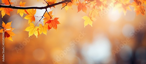 Blurred autumn foliage in the sunlight with copy space image. © Ilgun