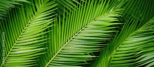 Isolated tropical palm leaf on a white background with clipping path included for copy space image. © Ilgun