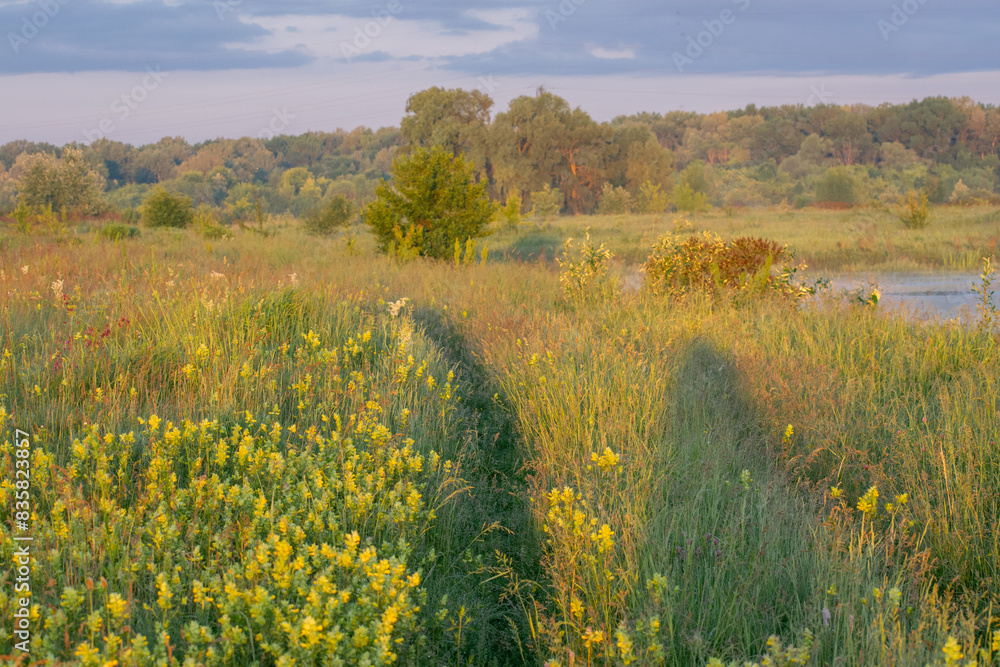Fototapeta premium landscape with flowers