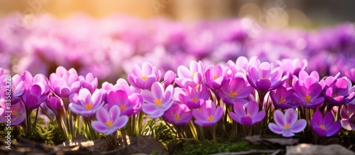 Beautiful purple and white crocuses blooming, creating an early spring floral background with space for text or other elements in the image. Copy space image. Place for adding text and design photo