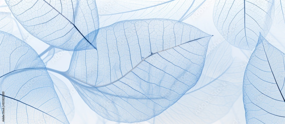 Macro shot of a transparent skeleton leaf, detailed texture, against blue and pink background, glass adorned with water droplets, vivid nature image with ample copy space. Macro shot of a transparent skeleton leaf, detailed texture, against blue and pink background, glass adorned with water droplets, vivid nature image with ample copy space.