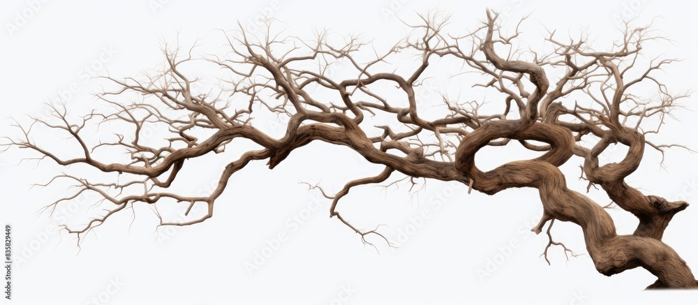 A winter bare Bonsai tree with intricate branches isolated on a white background with cut-out copy space image. A winter bare Bonsai tree with intricate branches isolated on a white background with cut-out copy space image.