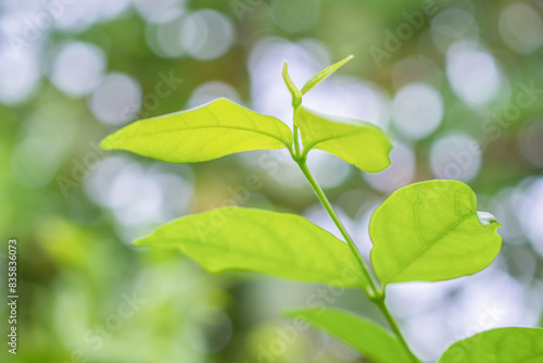 Natural plant green leaf in garden with bokeh background