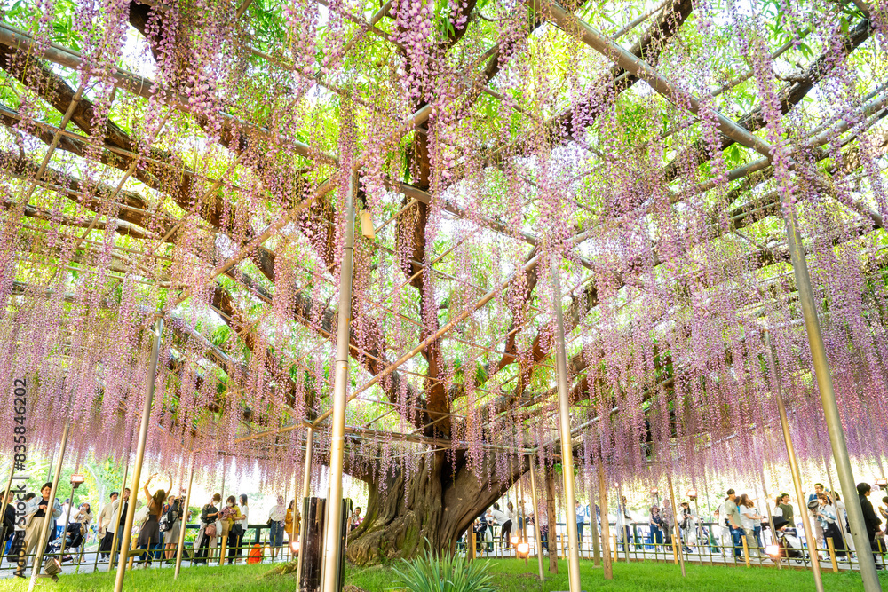 Fototapeta premium あしかがフラワーパーク 藤の花