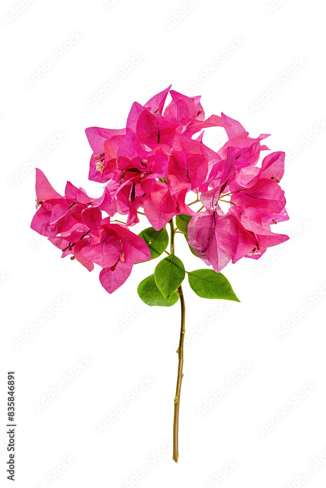 bougainvillea png download download pink flower isolated on white background bougainvillea png download download pink flower isolated on white background