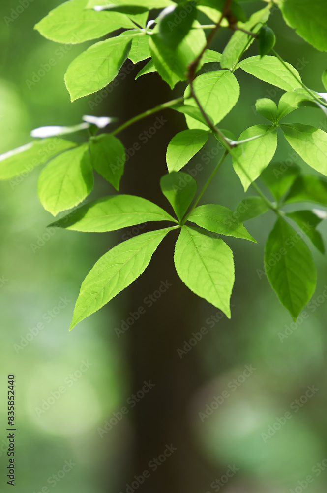 Green leaves background. Selective and soft focus. Copy space Green leaves background. Selective and soft focus. Copy space