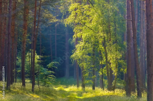 Piękny las
