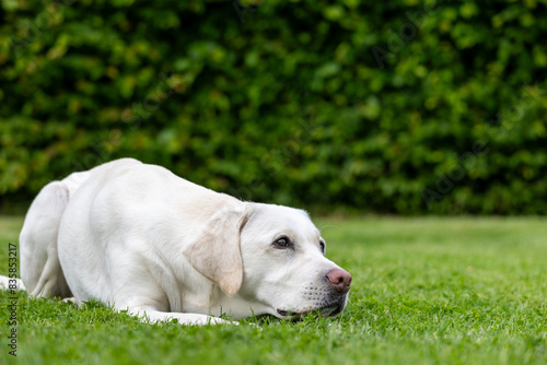 A white Labrador lies in the grass © Karina