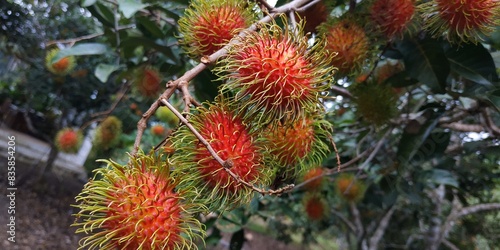 Fresh rambutan
