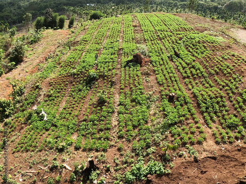 A collection of musanking durian plants on the mountain