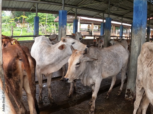 white cow confined in a cage
