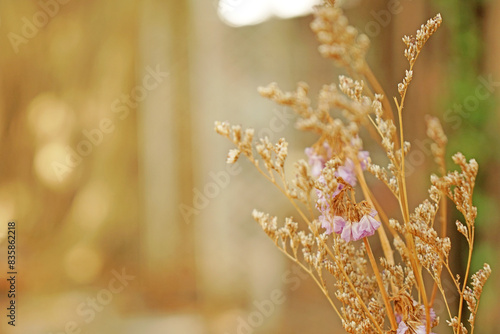 Closeup Dry  Grass Flowers in the bottle with Bokeh background - vintage Patterns with Copy space 