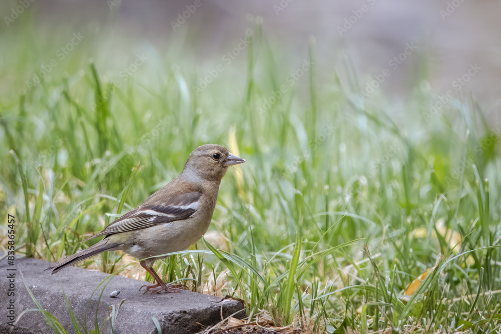 Obraz premium A female common chaffinch (Fringilla coelebs) stands near the green grass perpendicular to the camera lens on a cloudy summer day.