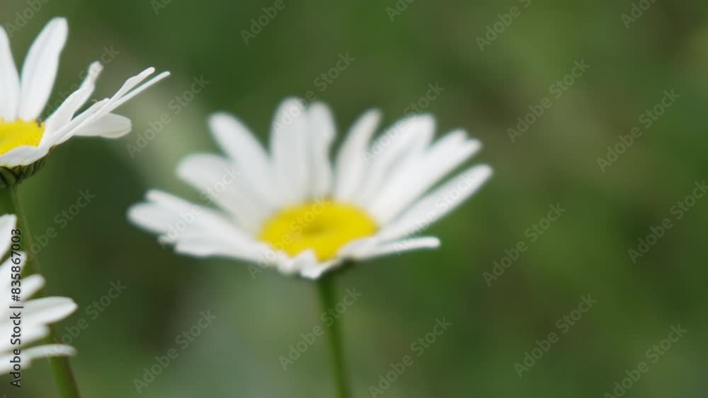 Chamomile. White daisy flowers in a summer field at sunset. Silhouette of blooming Chamomile flowers. Close up slow motion. Nature, flowers, spring, biology, fauna concept Chamomile. White daisy flowers in a summer field at sunset. Silhouette of blooming Chamomile flowers. Close up slow motion. Nature, flowers, spring, biology, fauna concept