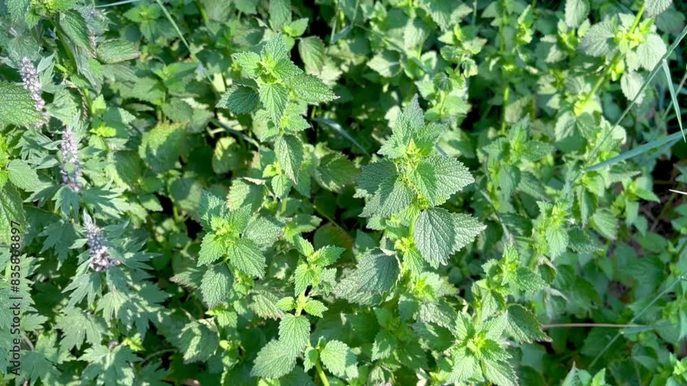 Deaf nettle grows on the lawn in the forest Deaf nettle grows on the lawn in the forest