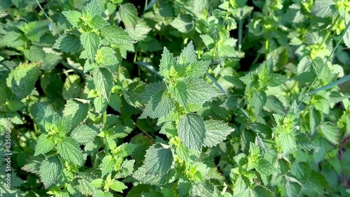 Deaf nettle grows on the lawn in the forest photo
