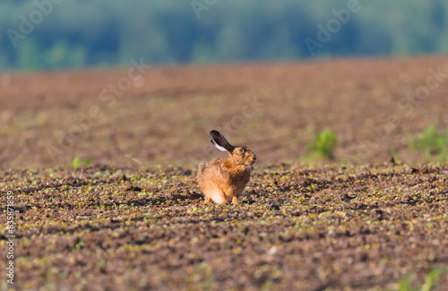 Zając na polu