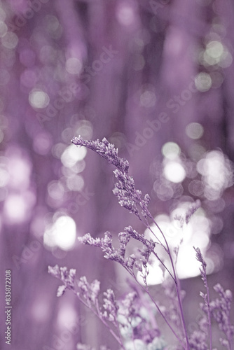 Closeup Dry  Grass Flowers with Bokeh background - vintage Patterns purple color