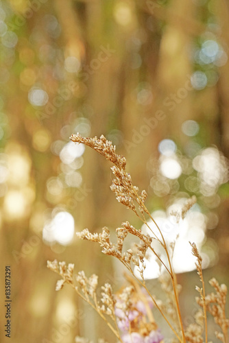 Closeup Dry  Grass Flowers with Bokeh background - vintage Patterns yellow color