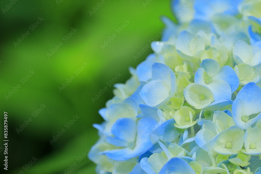 Fototapeta premium 紫陽花