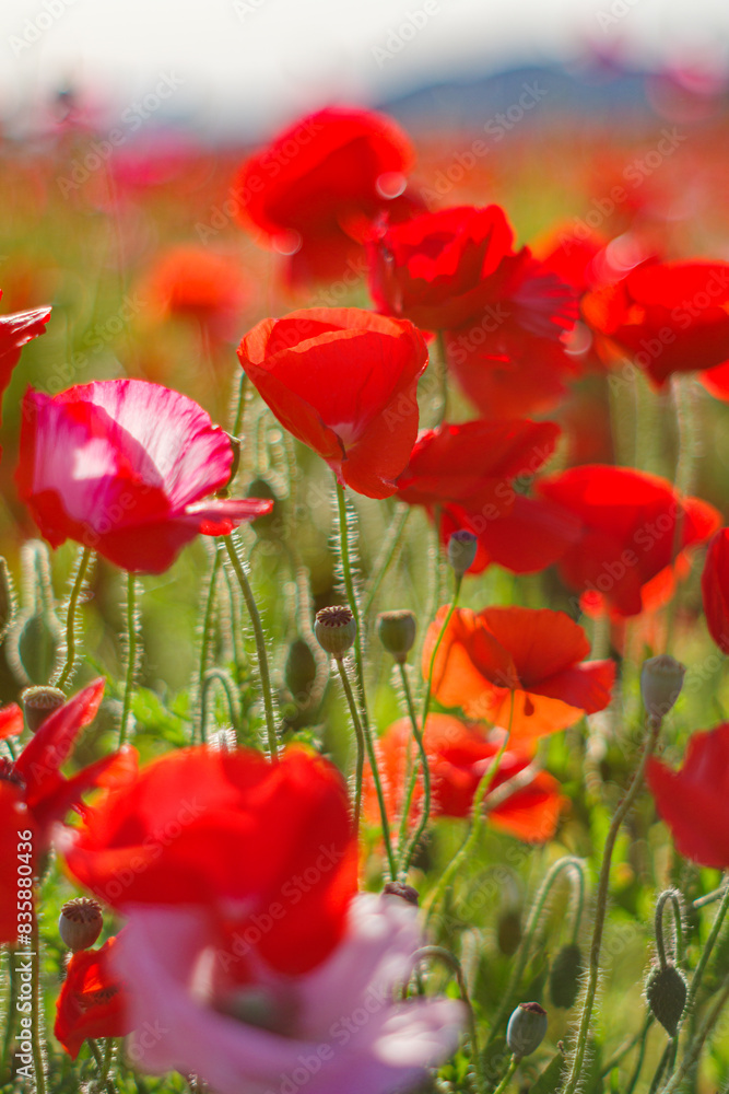 Obraz premium 真っ赤なポピー畑 