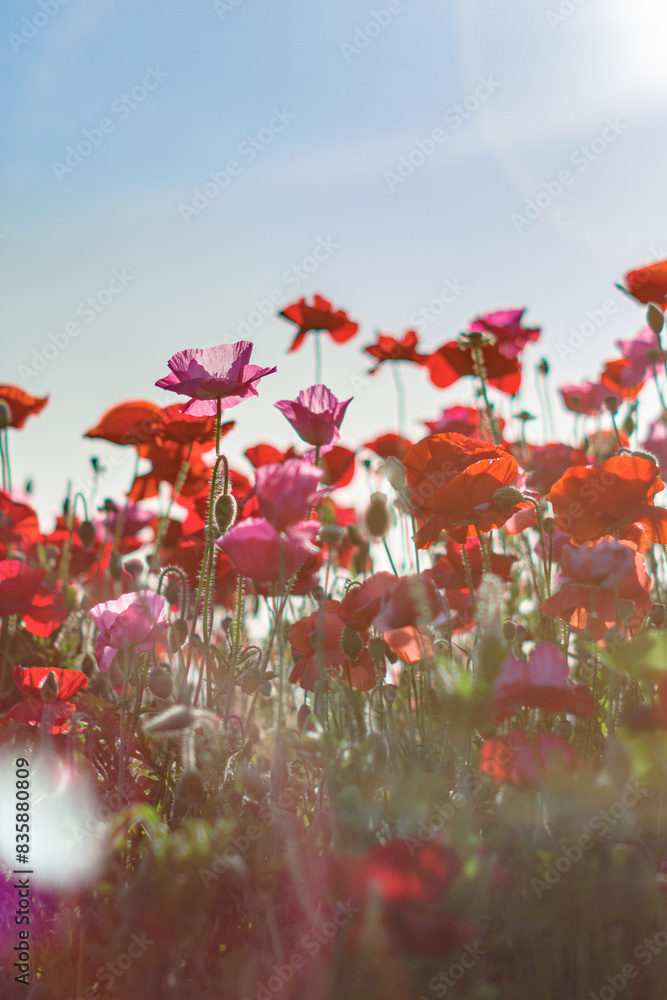Obraz premium 真っ赤なポピー畑 