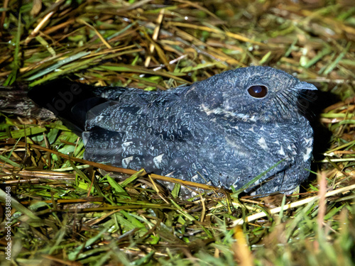 Band-winged Nightjar at night