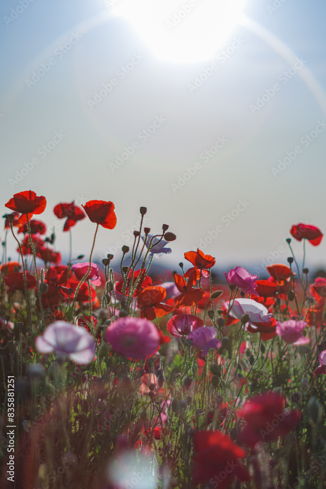 Obraz premium 太陽に照らされるポピー