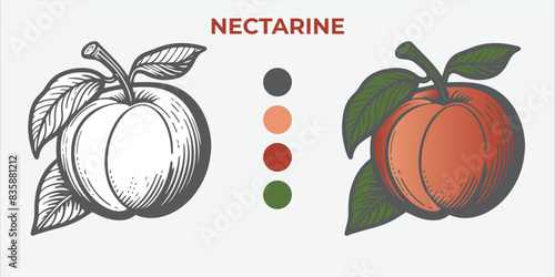 Black and White Vector Illustration of a nectarine for Coloring Book with color sample. 